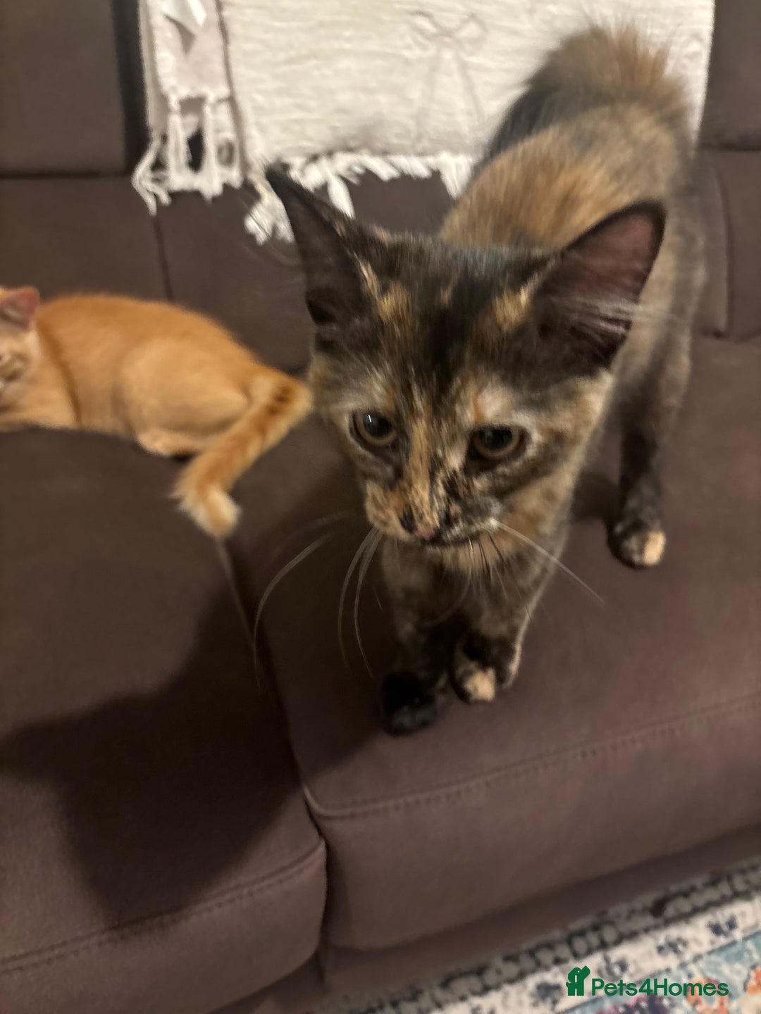 Mixed Breed cats for sale: Two lovely girls needing new home  - Image 3