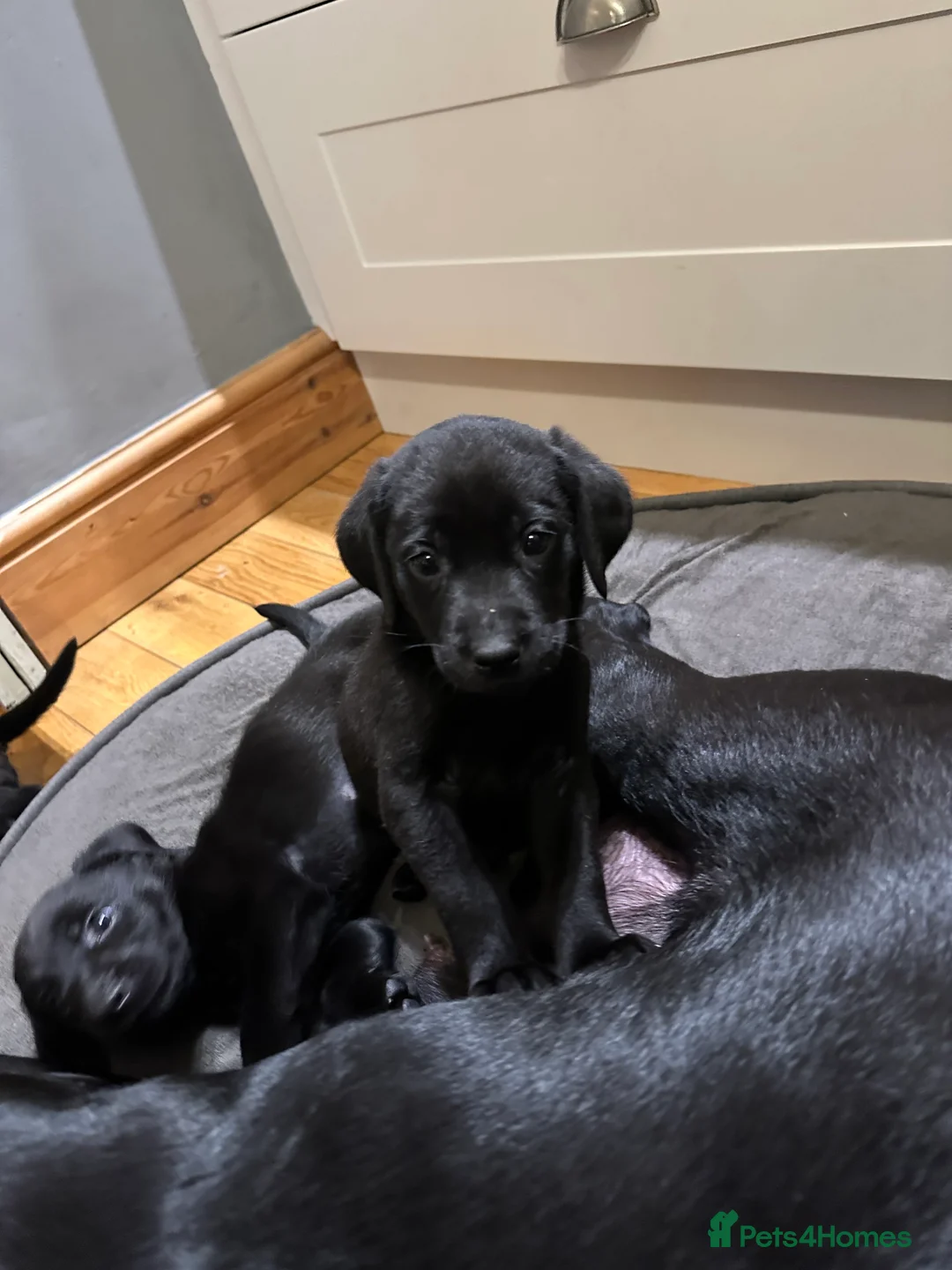 Labrador Retriever dogs for sale: Last 2 stunning kc reg black labradors - Advert 13
