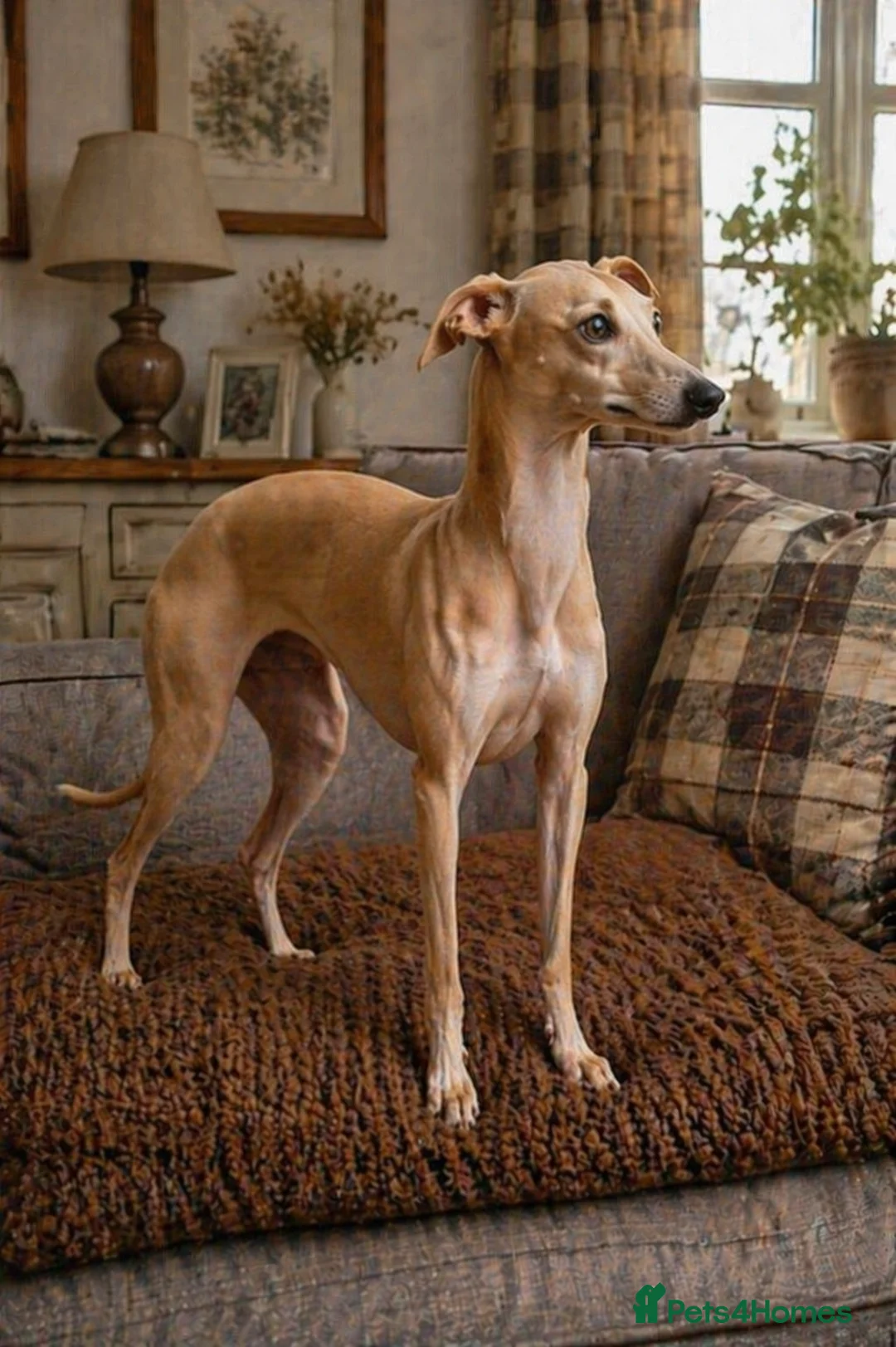 Italian Greyhound dogs for stud: 👑🐕Italian Greyhound stud dog available ✨ - Advert 2
