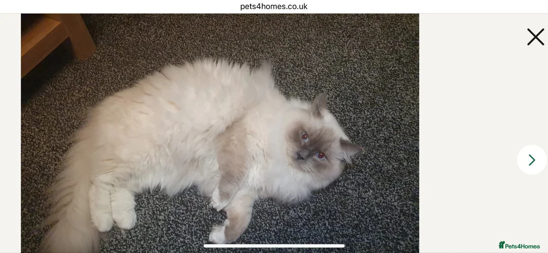 Ragdoll cats for stud: Large Gccf stud stunning Loki well proven  - Advert 5