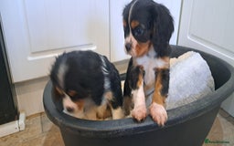 Cavalier King Charles Spaniel dogs for sale: Cavalier King Charles Puppies Available - Image 6