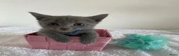 Russian Blue cats for sale: Pure pedigree Russian blue kittens  - Advert 9