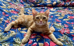 British Shorthair cats for sale: Neutered 6 month ginger kitten - Image 3