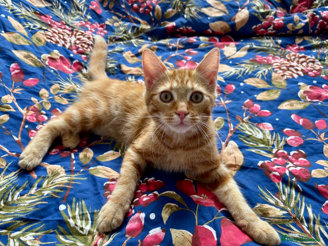British Shorthair cats for sale: Neutered 6 month ginger kitten - Image 3