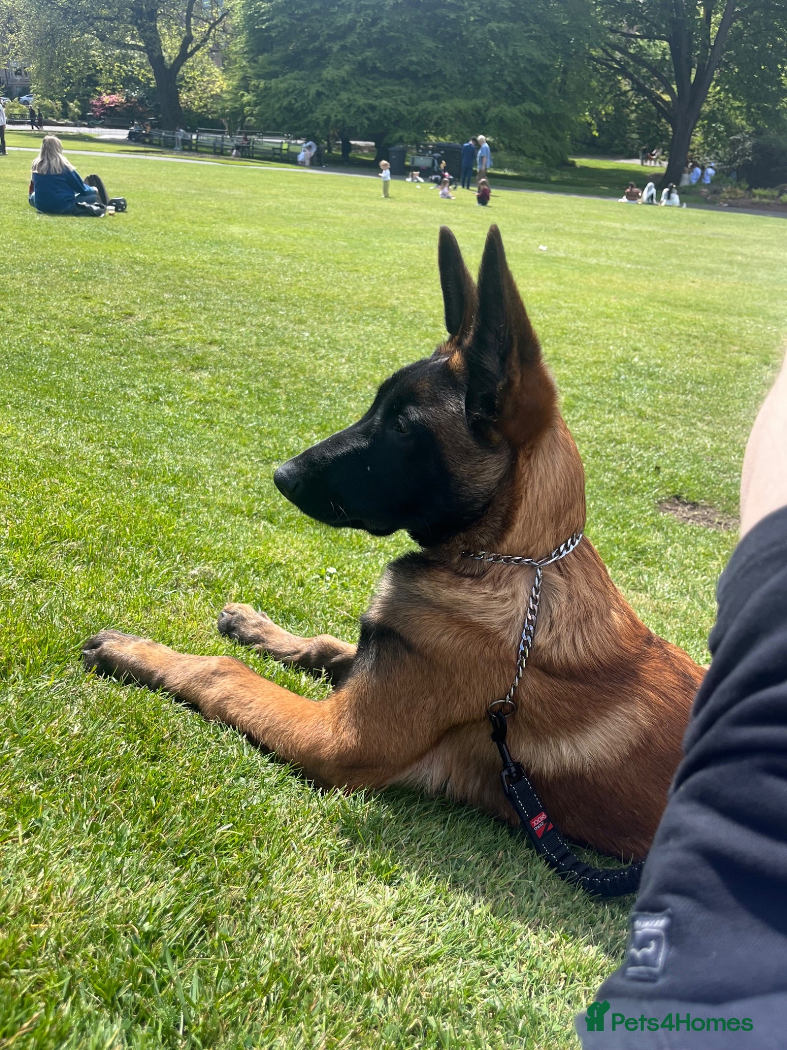 Belgian Shepherd Dog dogs Malinois Large Male - Advert 2