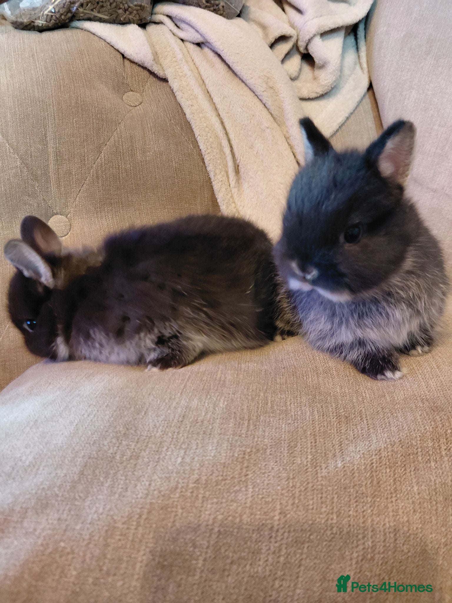Netherland Dwarf rabbits Netherland dwarfs - Advert 12