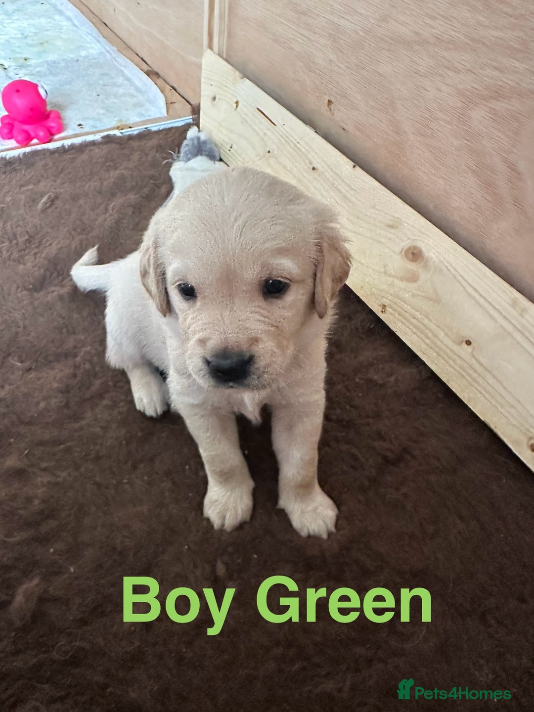 Goldador dogs for sale: Goldadors from KC registered parents  - Advert 4