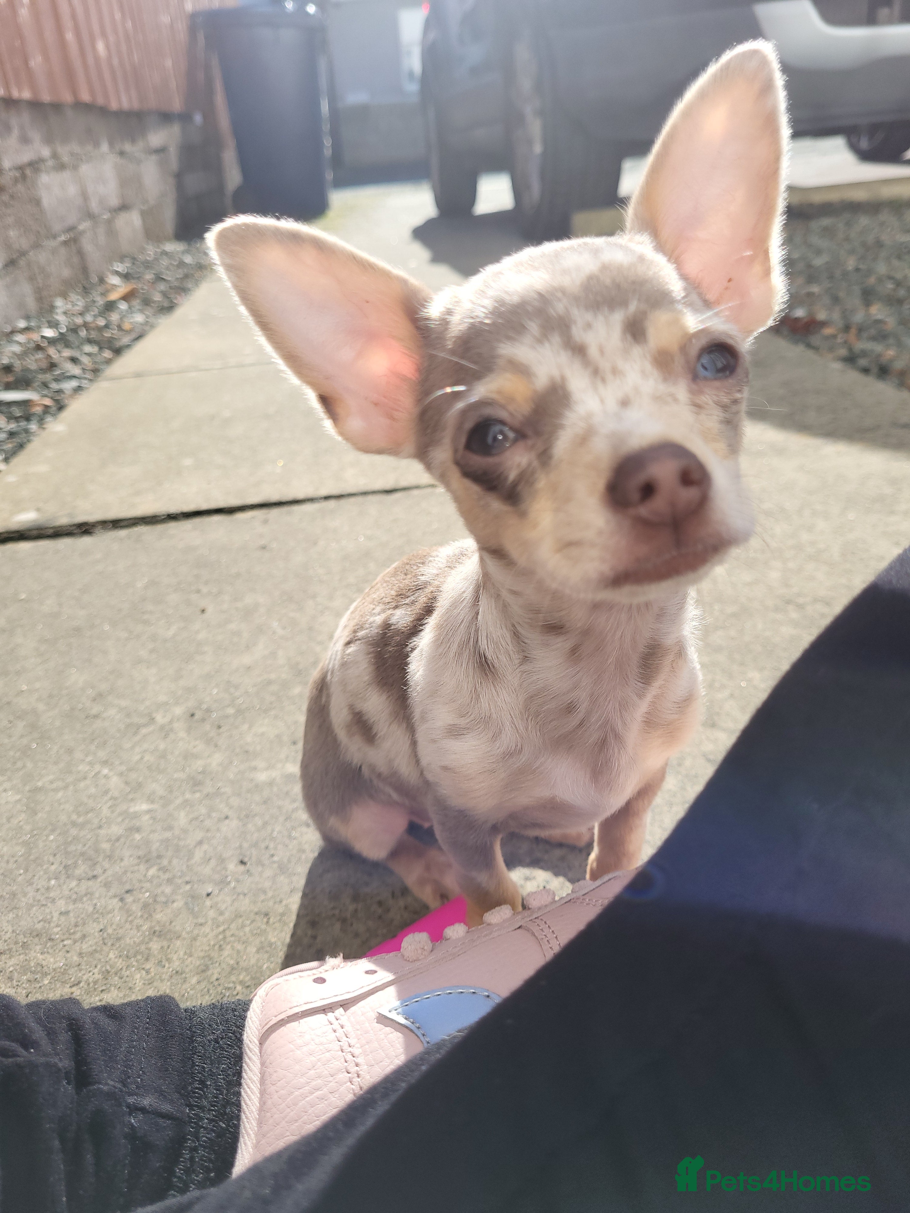 Chihuahua dogs Chiuahuah pups Lilac merl, fawn and white  - Advert 8