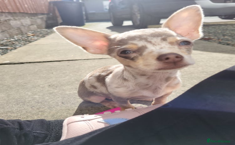 Chihuahua dogs - Advert 2