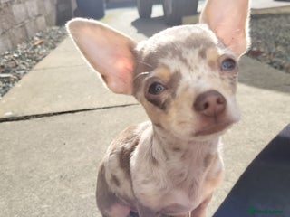 Chihuahua dogs - Advert 2