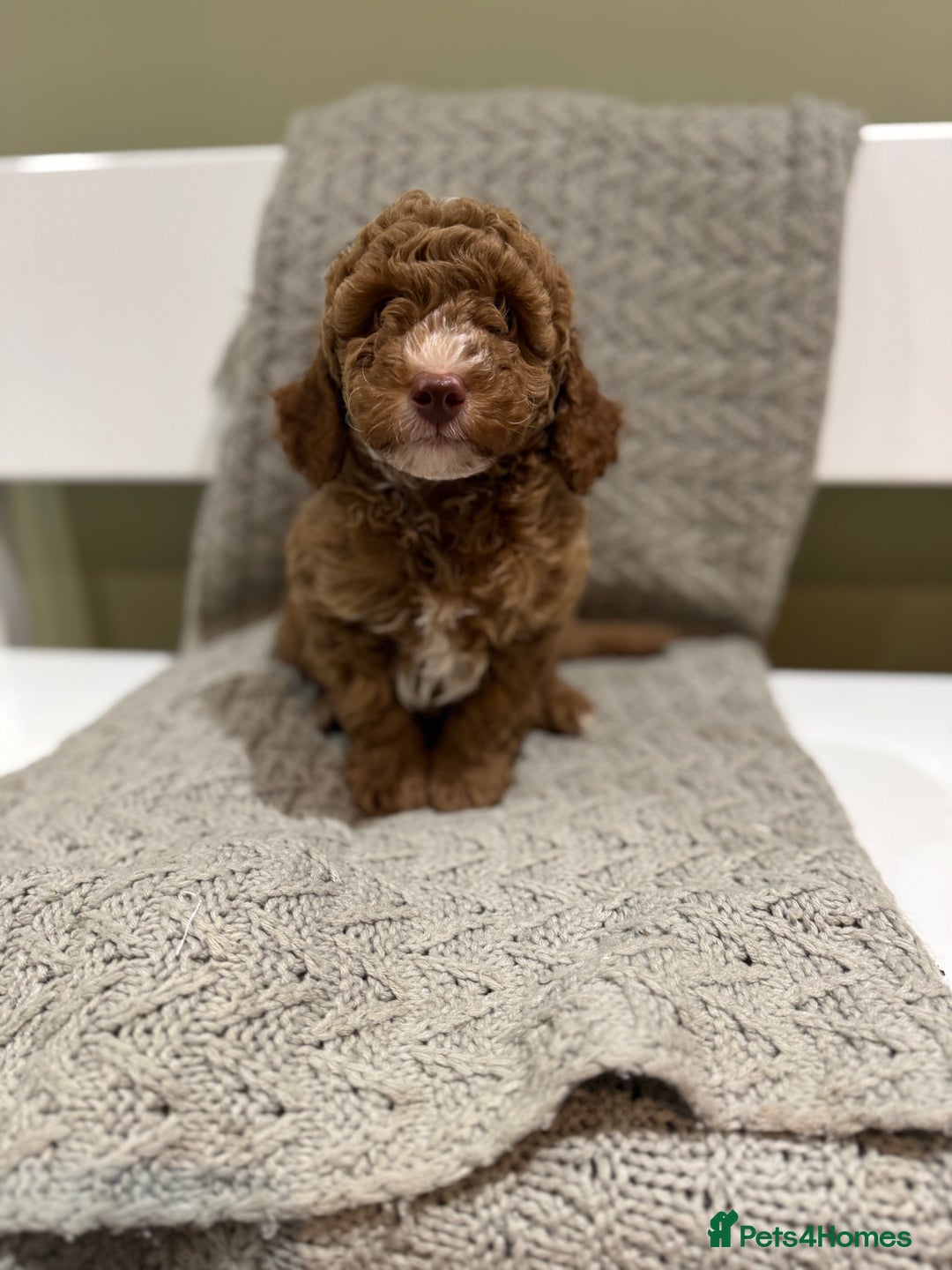 Cavapoochon dogs for sale: Stunning red boy  - Advert 8