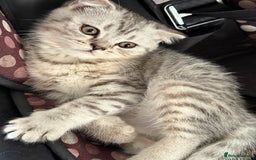 British Shorthair cats for sale: British short hair  in Heckmondwike - Image 18