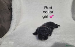 Cavapoo dogs for sale: Stunning litter of cavapoos - Image 11