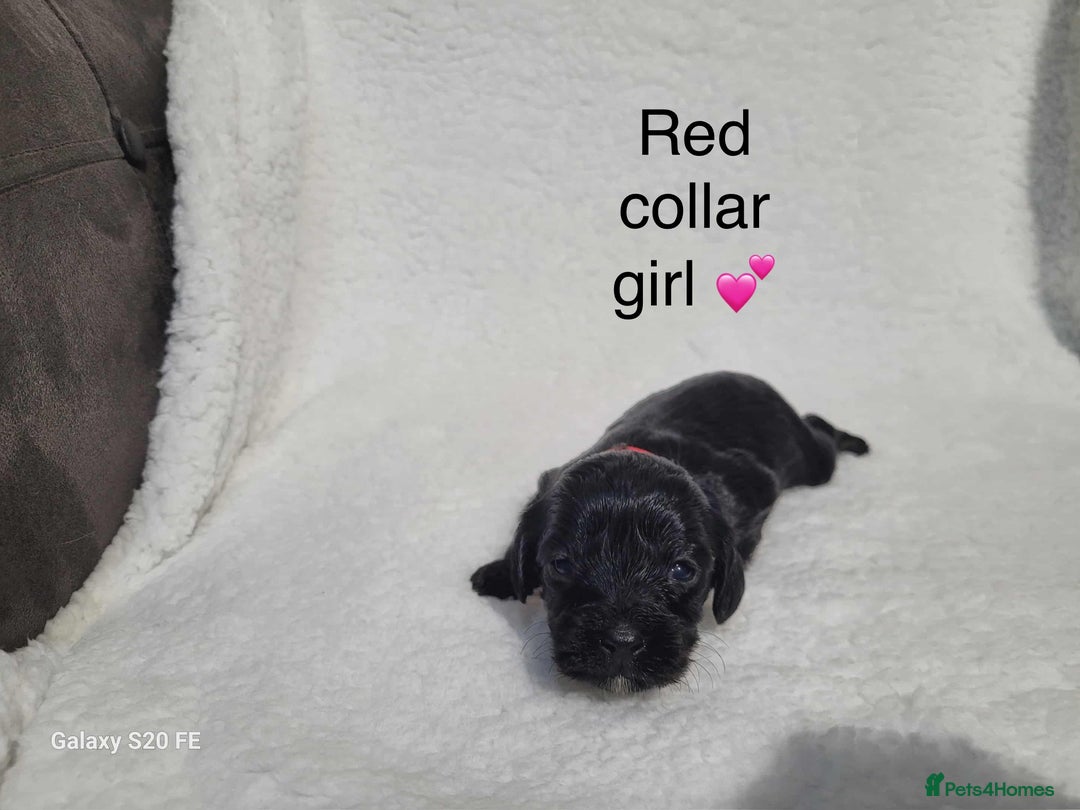 Cavapoo dogs for sale: Stunning litter of cavapoos - Image 11