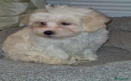 Bichon Frise dogs for sale: Bichon frise 10 week old - Advert 4