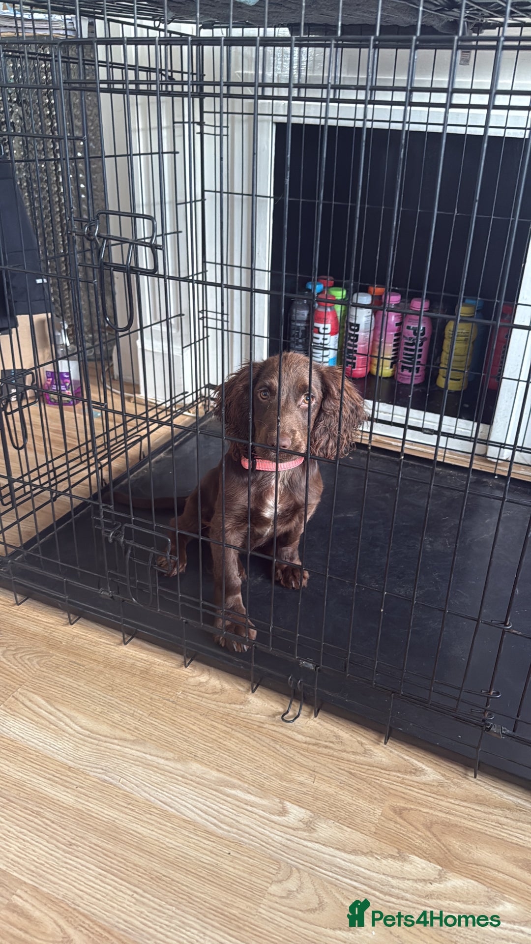 Cocker Spaniel dogs for sale: 5 month old cocker spaniel  - Image 1