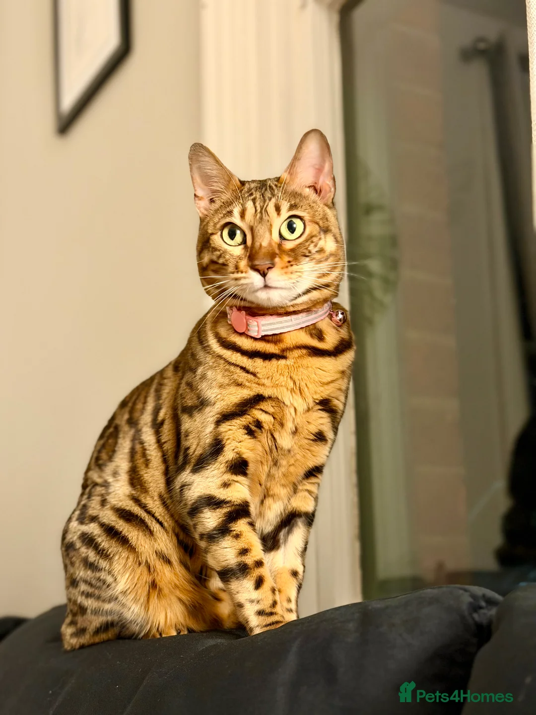 Bengal cats for sale: Bengal in Colchester - Advert 2