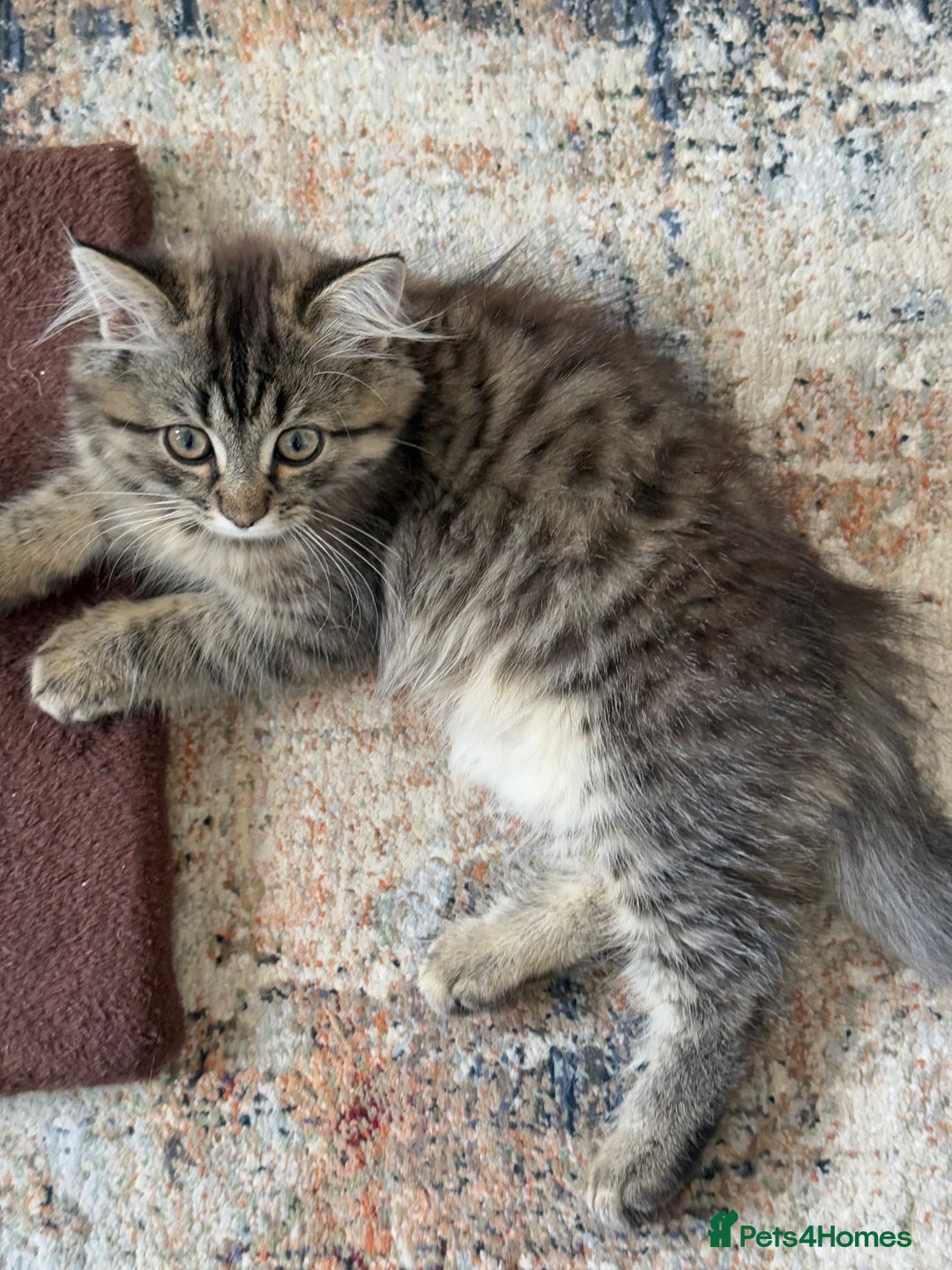 Persian cats for sale: Persian Cat - Advert 1