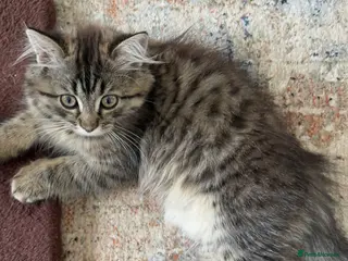 Persian cats Persian Cat - Advert 19