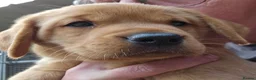 Labrador Retriever dogs for sale: KC REG BEAUTIFUL CHUNKY FOX RED LABRADOR PUPPIES in Wisbech - Advert 8