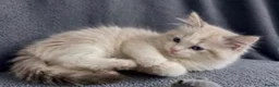 Ragdoll cats for sale: Beautiful 14 week old blue eyed kitten  - Advert 1