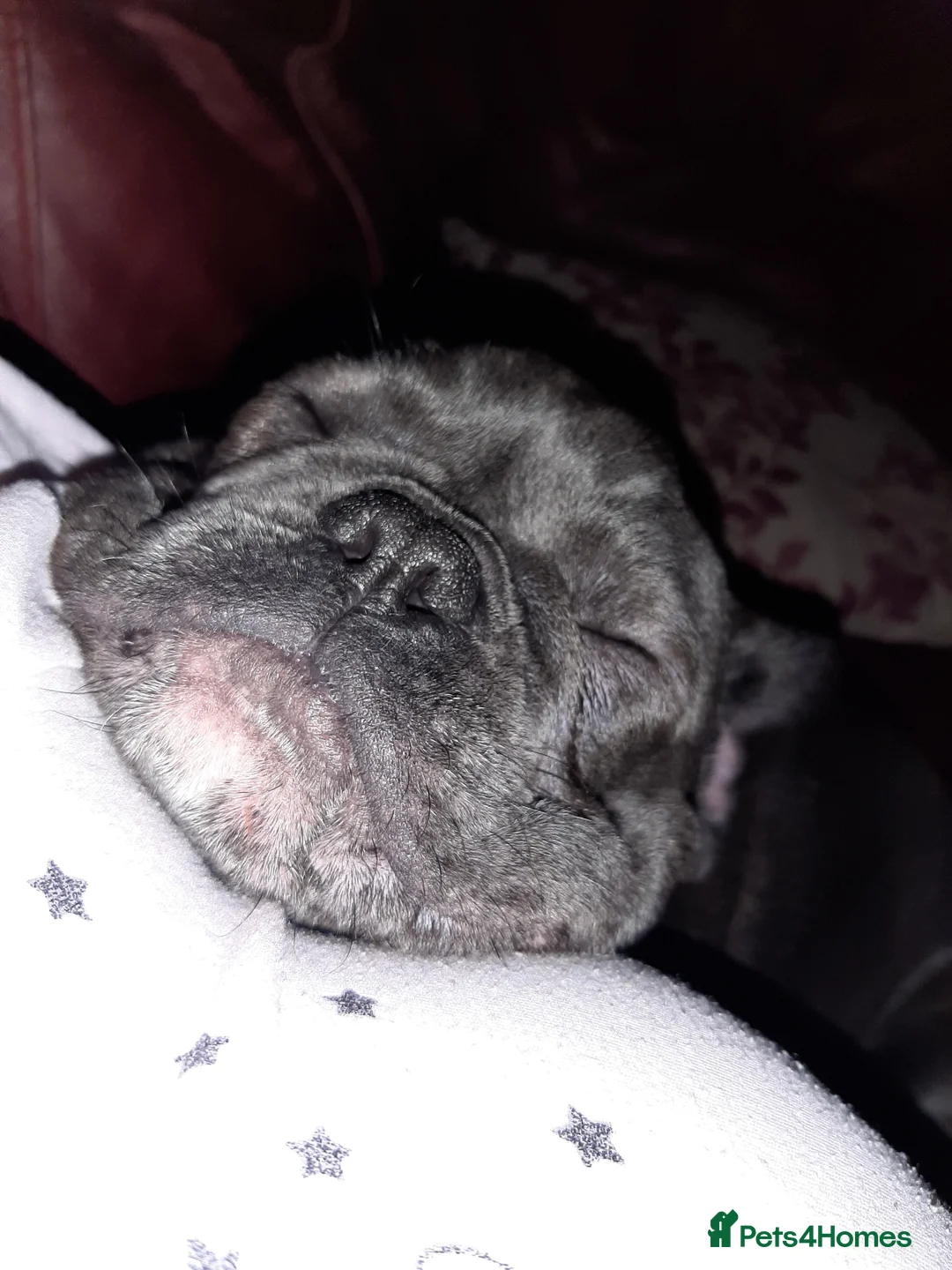 French Bulldog dogs for sale: French Bulldog needs rehoming - Advert 4