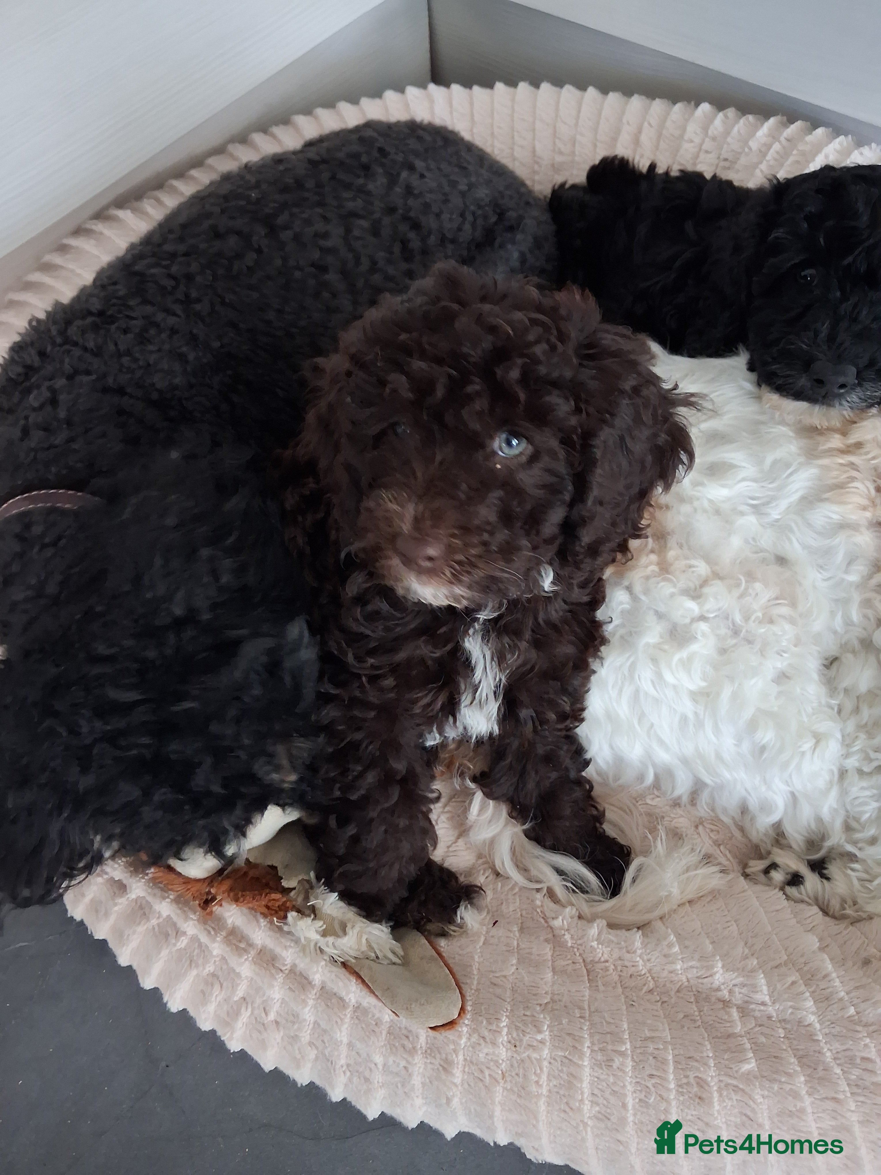 Cavapoochon dogs 7 Adorable Cavapoochon Puppies - Advert 2