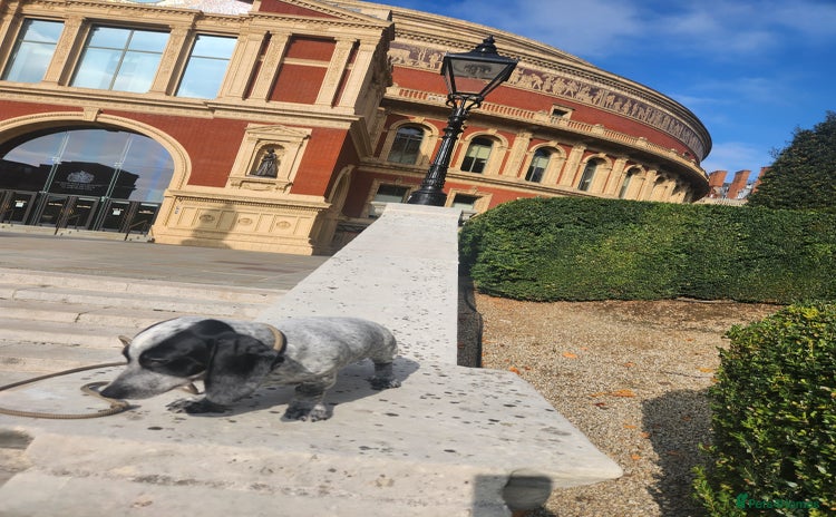 Dachshund dogs - Advert 3