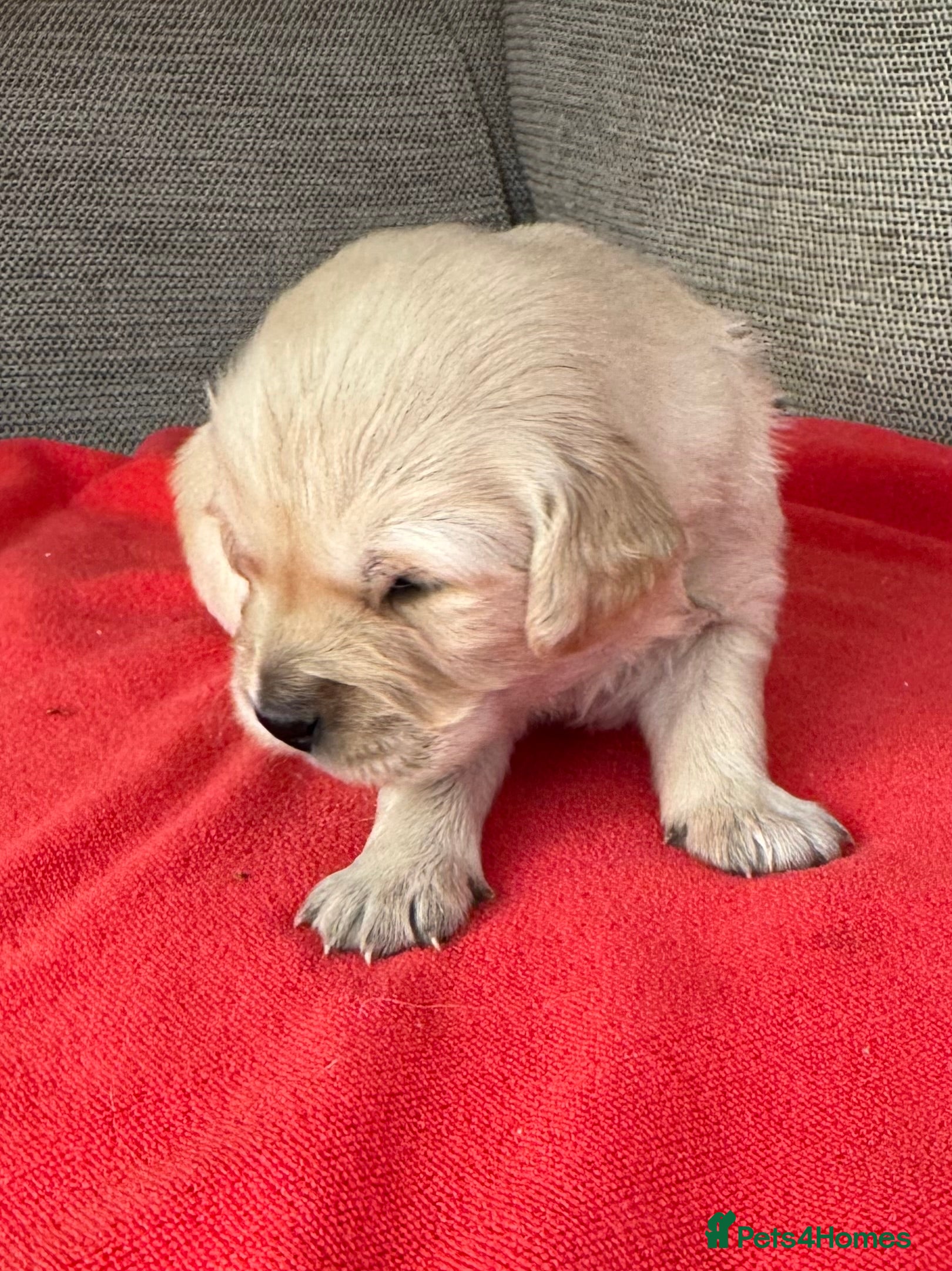 Golden Retriever dogs Beautiful KC Registered Golden Retriever puppies - Advert 2