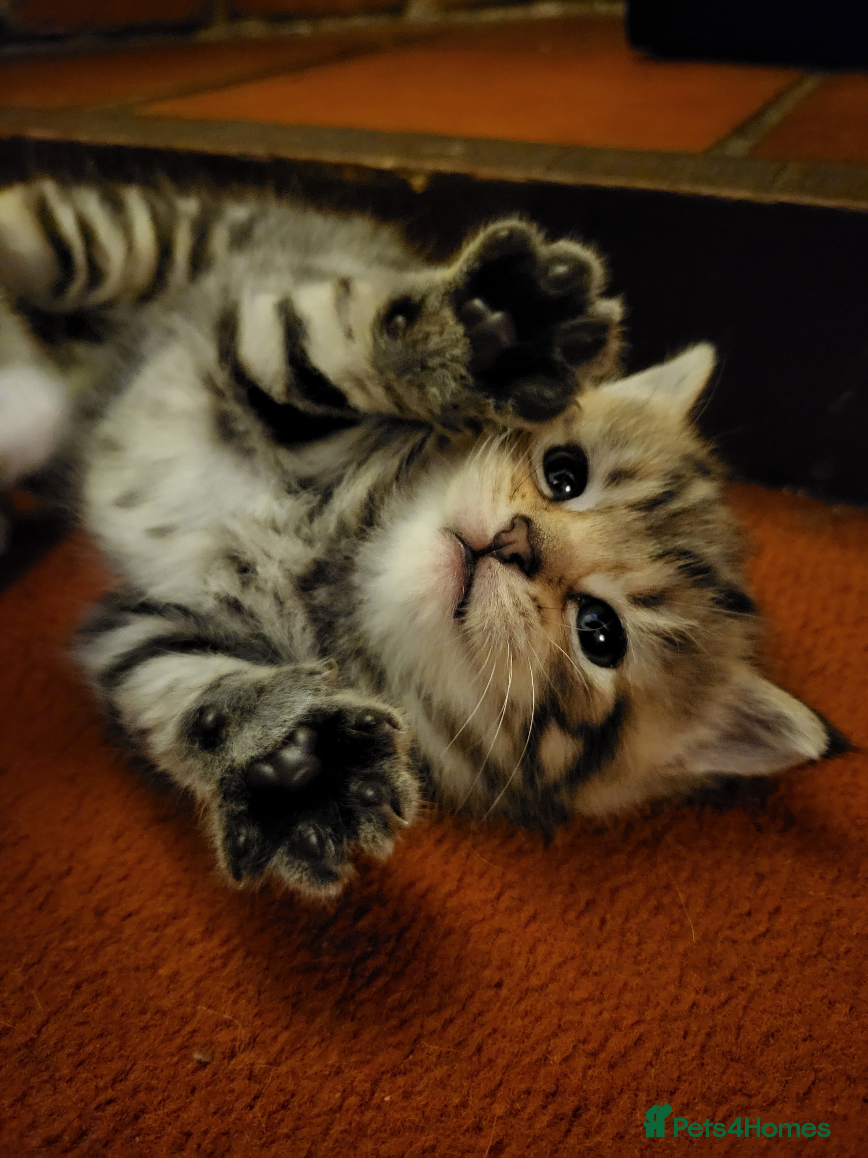 Mixed Breed cats Beautiful tabby kittens - Advert 8