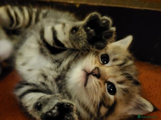 Mixed Breed cats for sale: Beautiful tabby kittens - Advert 1