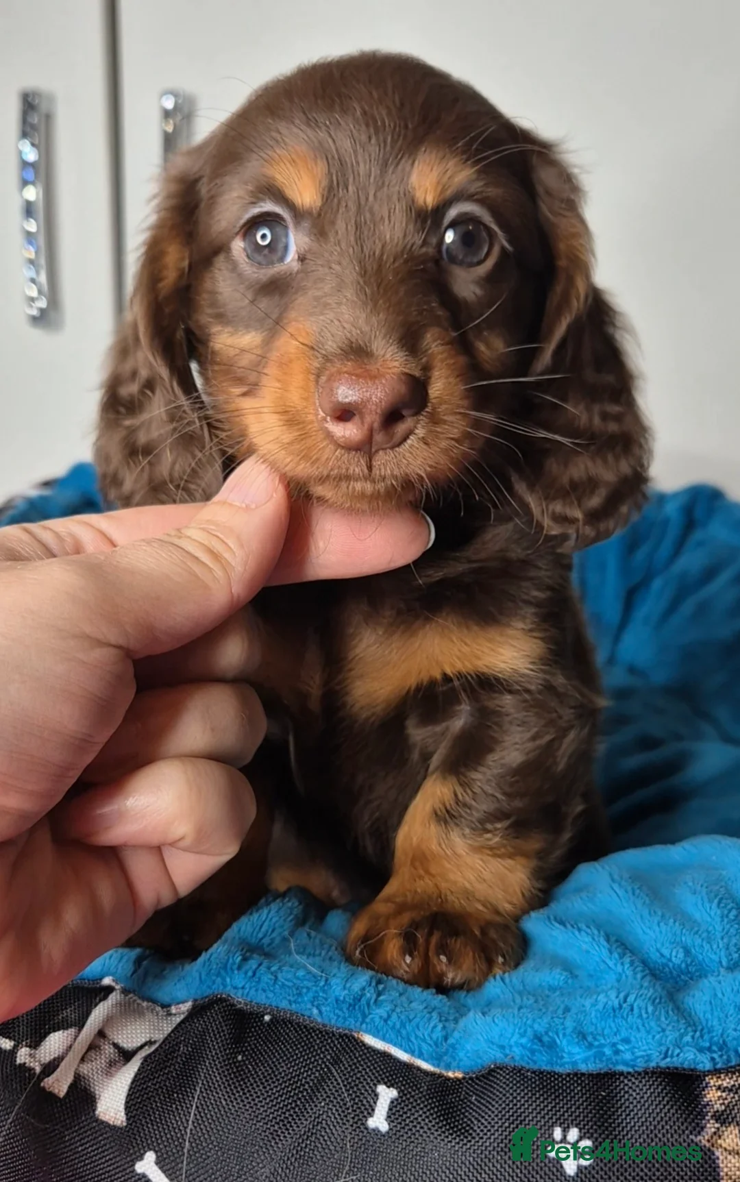 Miniature Dachshund dogs for sale: Miniature dachshund girl - Advert 1