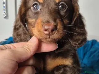 Miniature Dachshund dogs Miniature dachshund girl - Advert 18