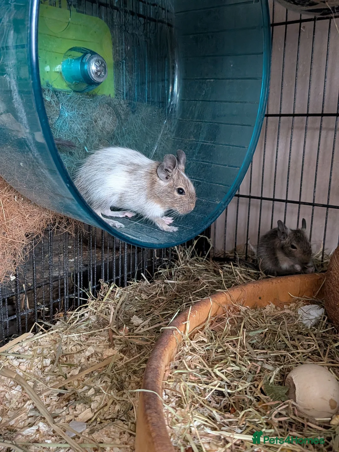 Degus rodents for sale: Degus  in Poole - Advert 5