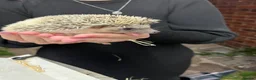 Pygmy Hedgehog rodents for sale: African Pygmy hedgehog  - Advert 6