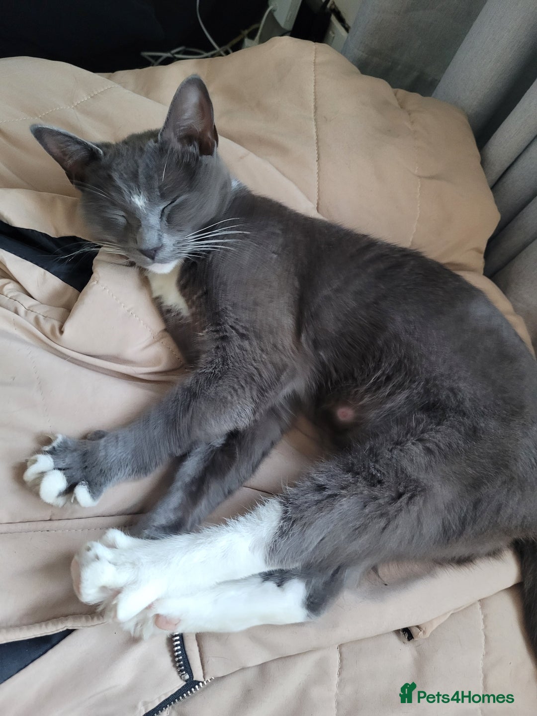 Mixed Breed cats for sale: Four Beautiful male kittens  - Image 6