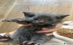 Domestic Shorthair cats for sale: Kittens for rehoming available on the 12th Dec - Advert 1