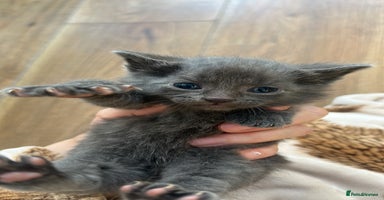 Domestic Shorthair cats Kittens for rehoming available on the 12th Dec - Advert 10