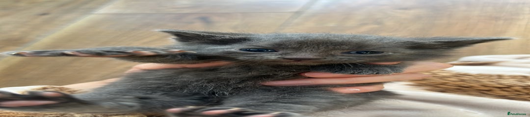 Pure long haired GREY male 