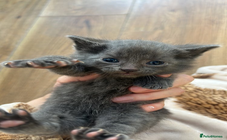 Domestic Shorthair cats Kittens for rehoming available on the 12th Dec - Advert 1