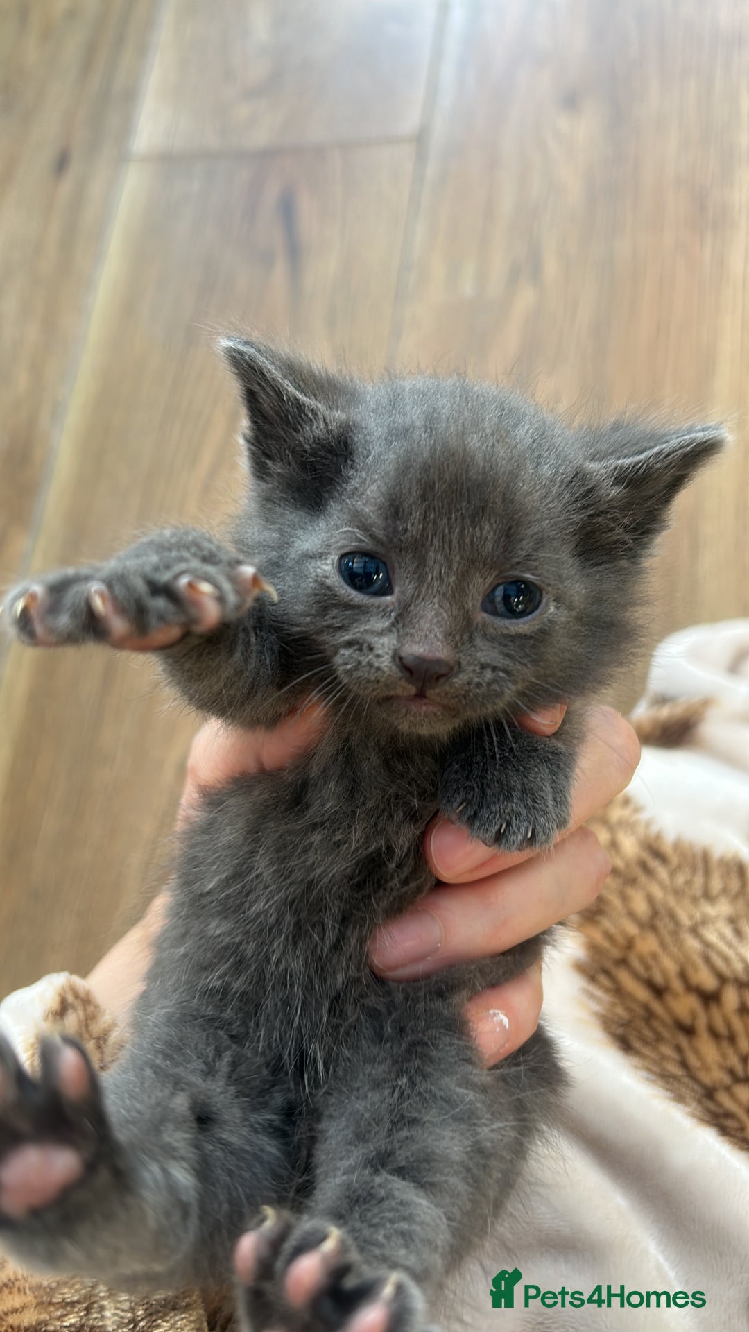 Domestic Shorthair cats for sale: Kittens for rehoming available on the 12th Dec - Advert 1