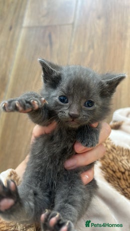 Domestic Shorthair cats Kittens for rehoming available on the 12th Dec - Advert 1