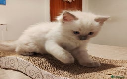 Ragdoll cats for sale: Ragdoll kittens - 1 girl & 2 boys - Image 9
