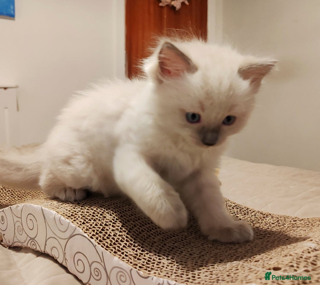 Ragdoll cats for sale: Ragdoll kittens - 1 girl & 2 boys - Image 9