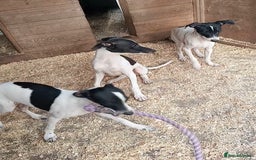 Italian Greyhound dogs for sale: Italian greyhound puppies  - Image 4