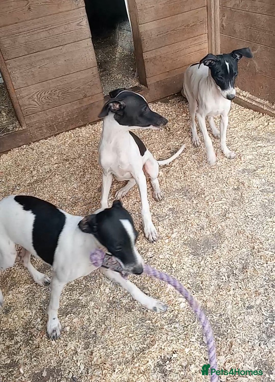 Italian Greyhound dogs for sale: Italian greyhound puppies  - Image 4