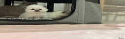 Ragdoll cats for sale: Exceptional Pure Blue Point Ragdoll kitten  - Advert 11
