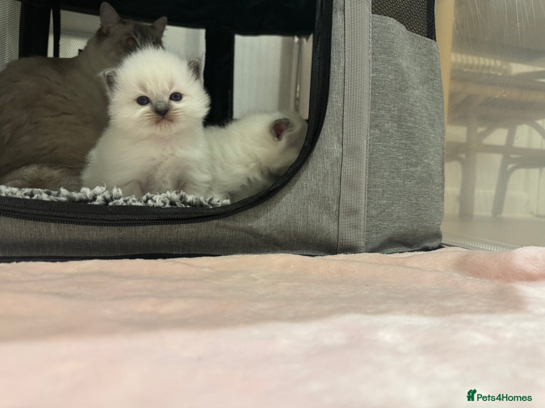 Ragdoll cats for sale: Exceptional Pure Blue Point Ragdoll kitten  - Advert 11