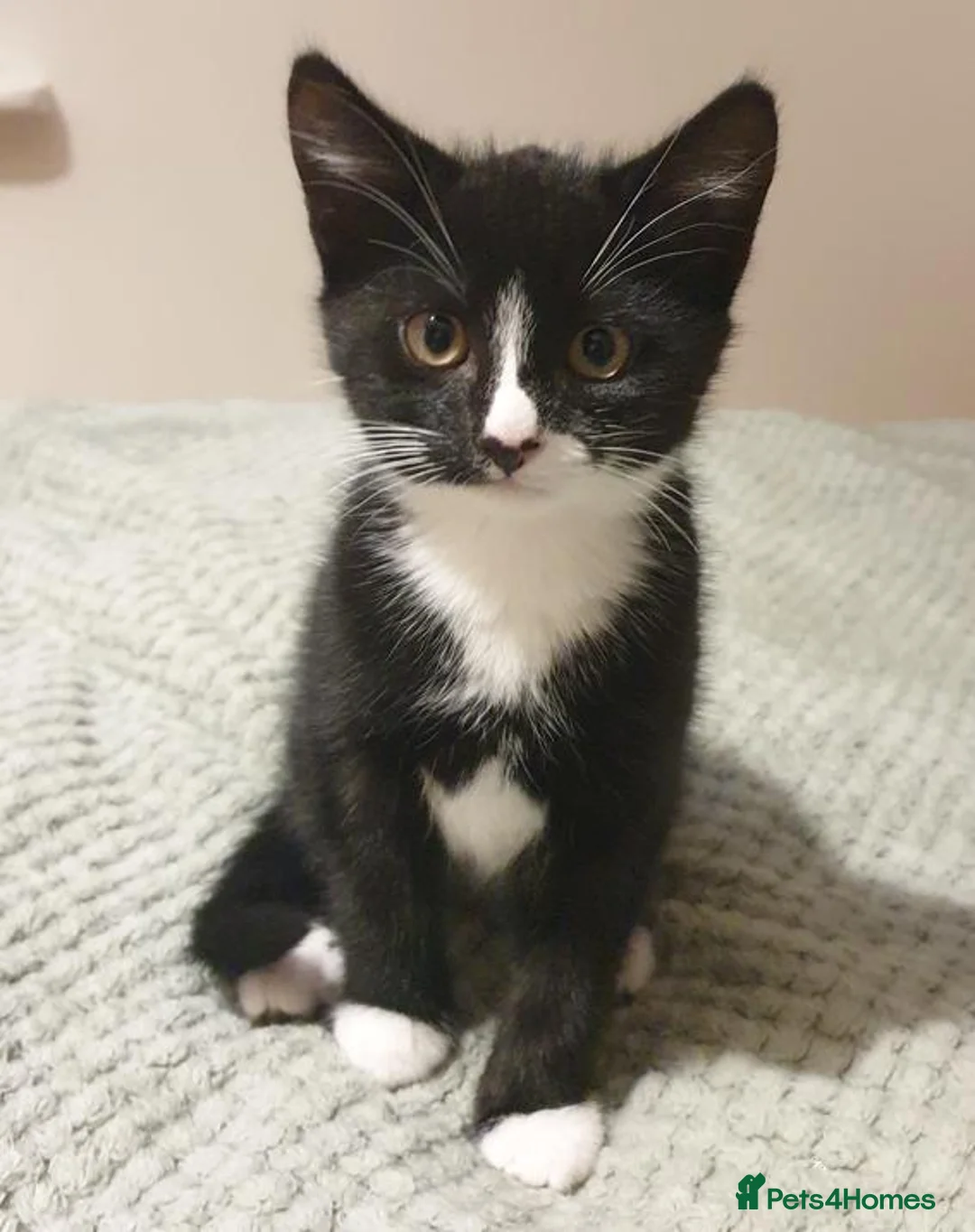 Mixed Breed cats for sale: Maestro in Surbiton - Advert 2