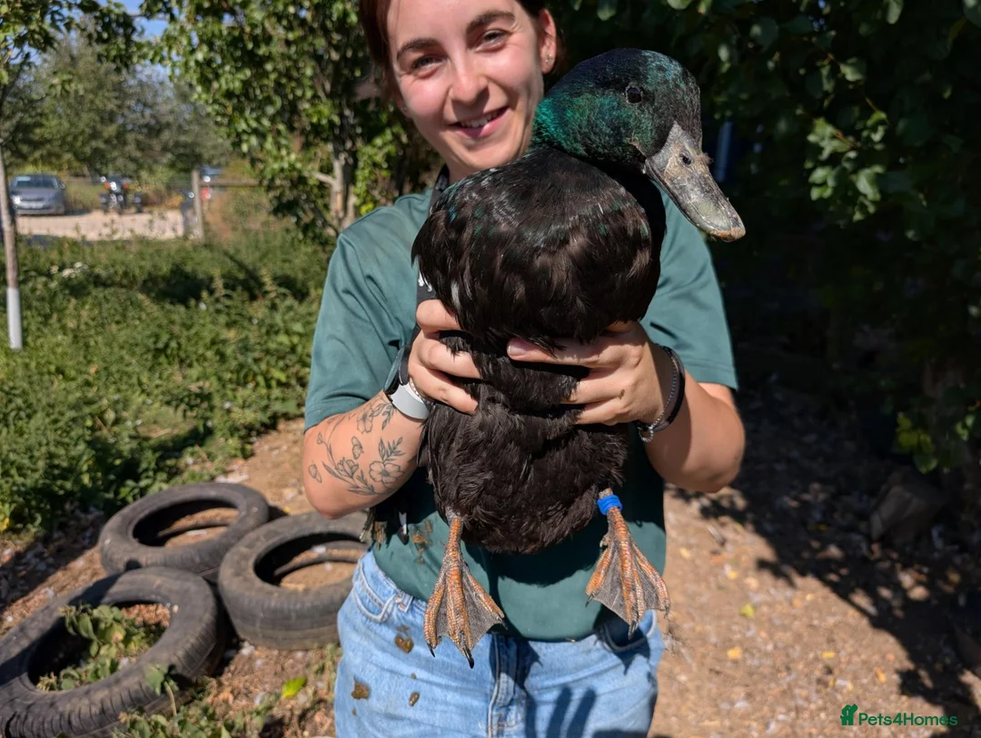 Ducks poultry for sale: Mixed breed ducks available  in Witney - Advert 4